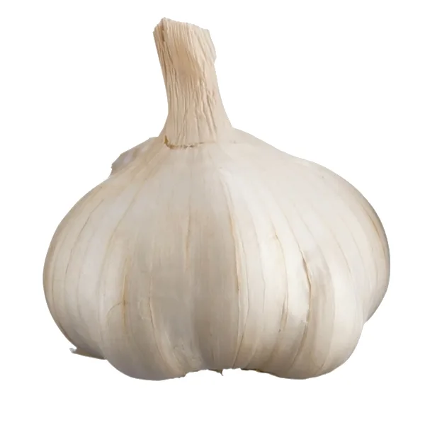 Ail à gros bulbe