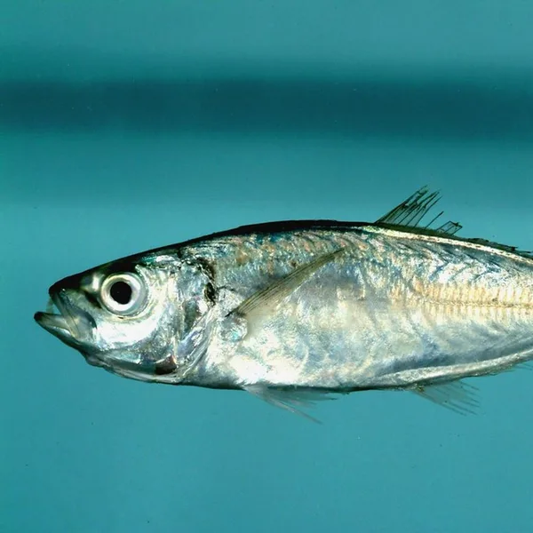 Chinchard (mpiodi) — surgelé