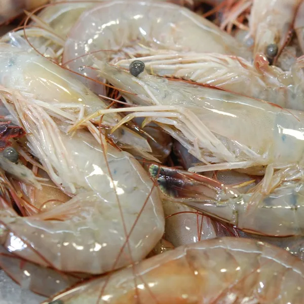 Crevettes — surgelé