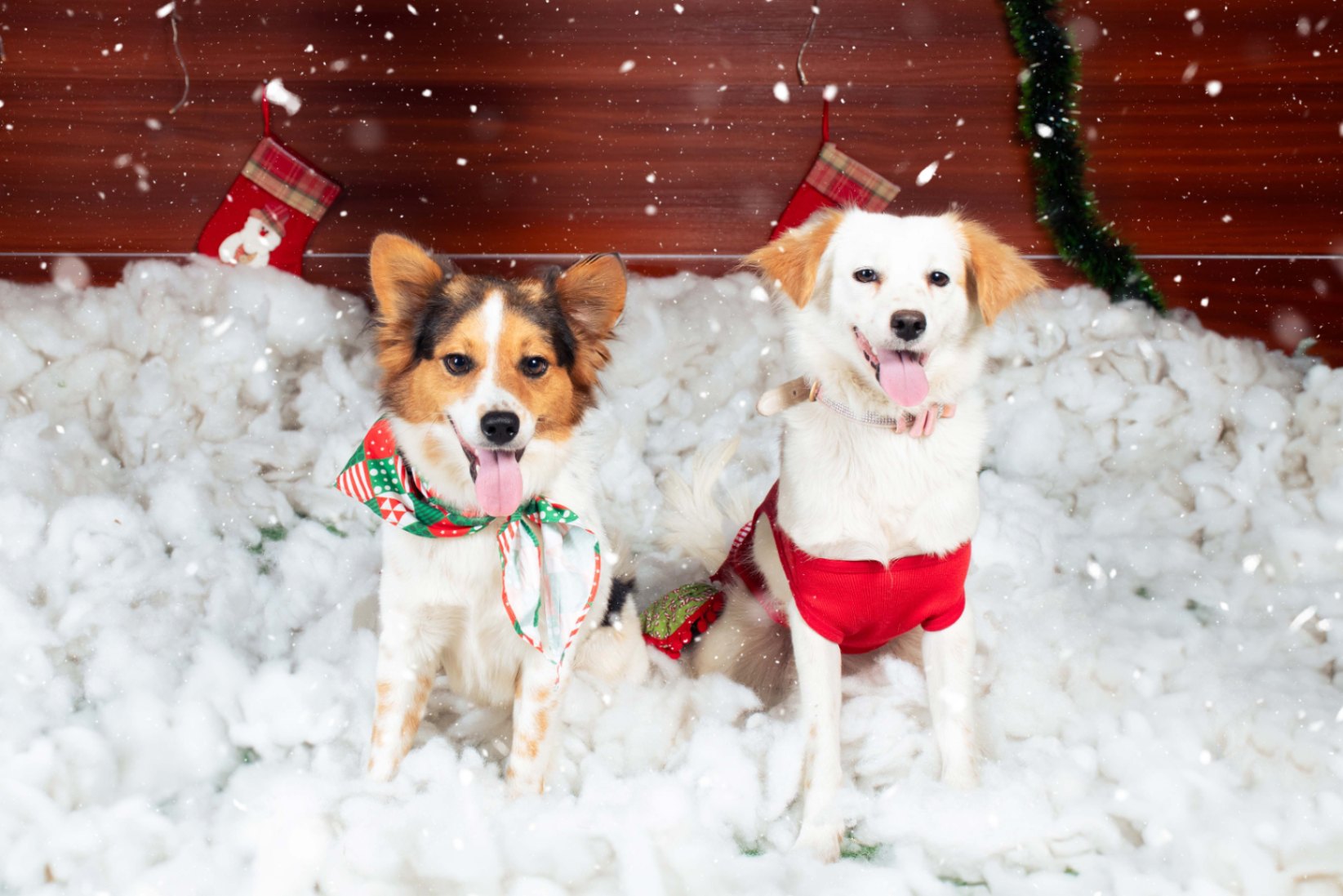 Navidad - Foto del Catálogo - 1752130797798