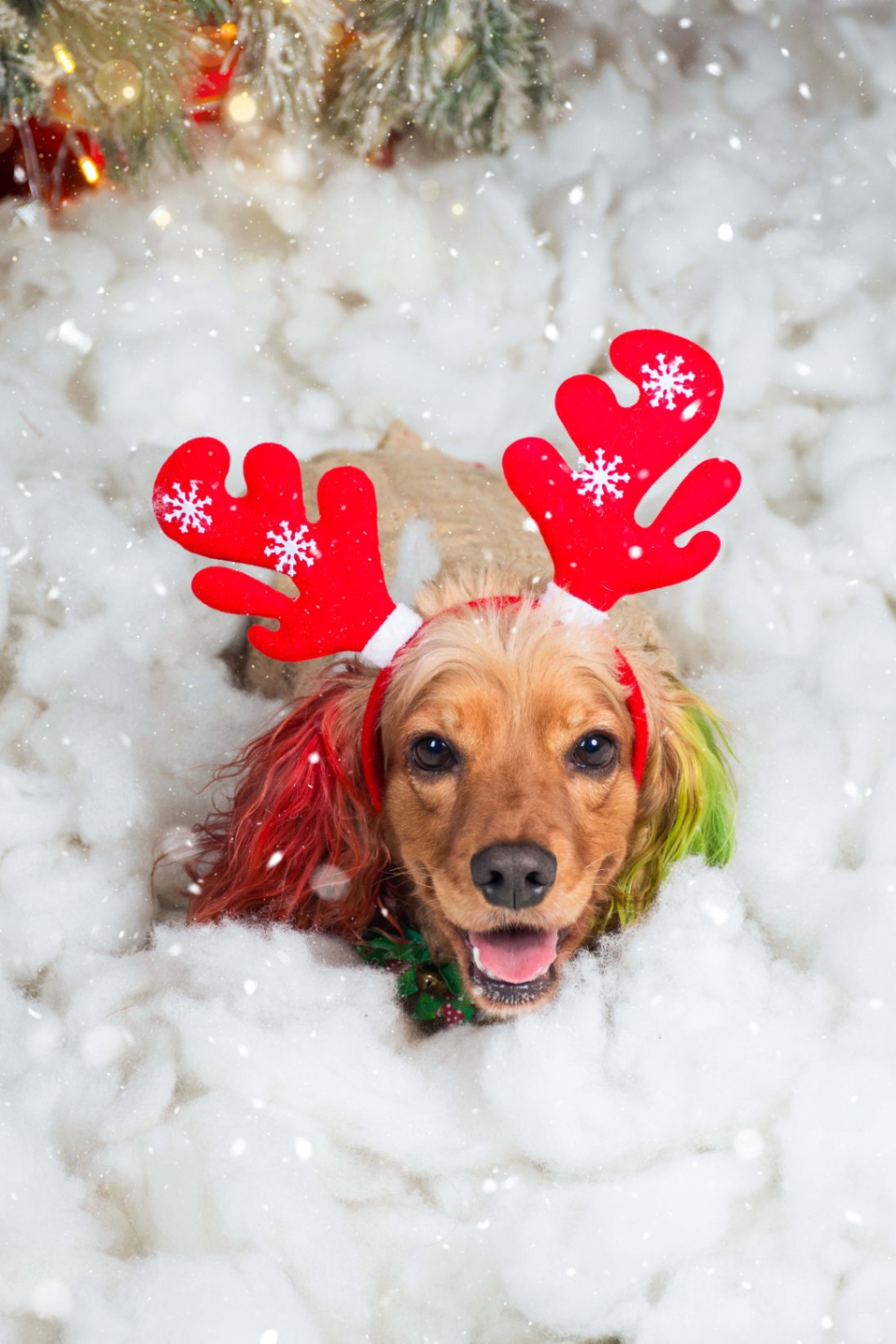 Navidad - Foto del Catálogo - 1752130813130