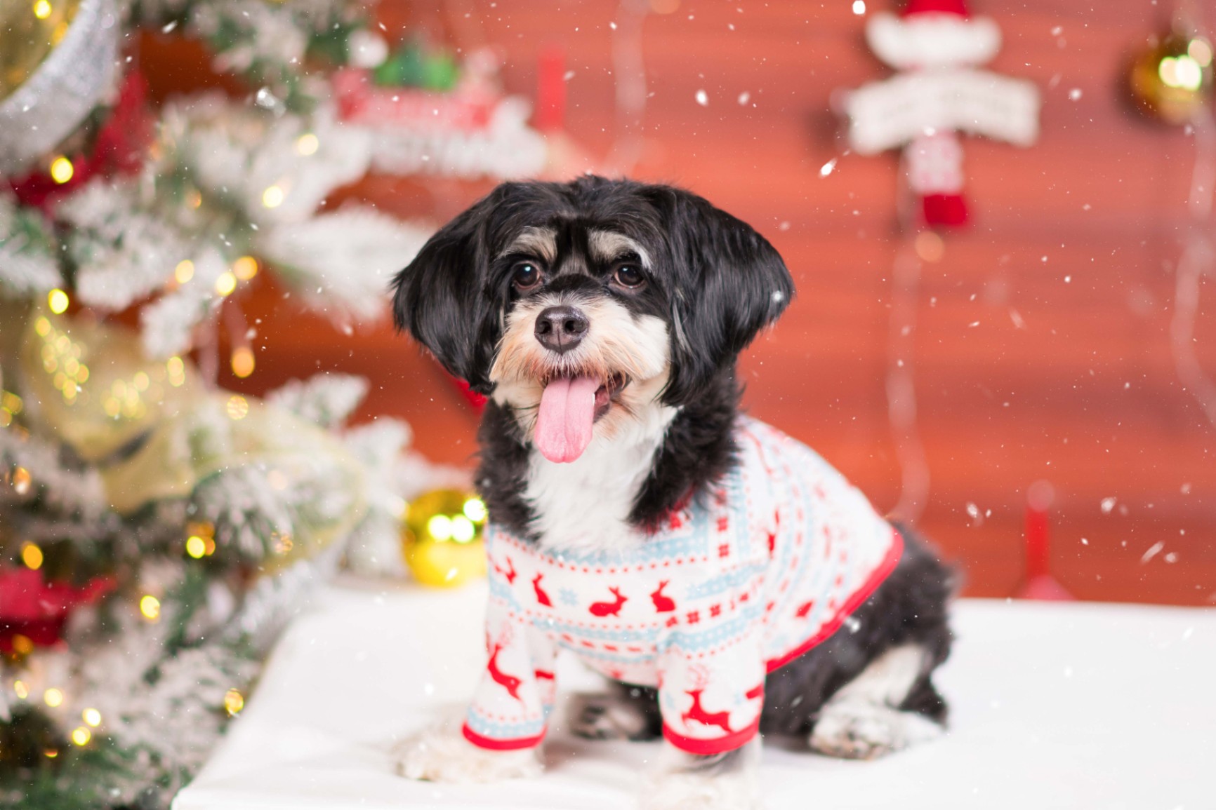 Navidad - Foto del Catálogo - 1752130852071