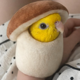 ひよこの分身アイコン