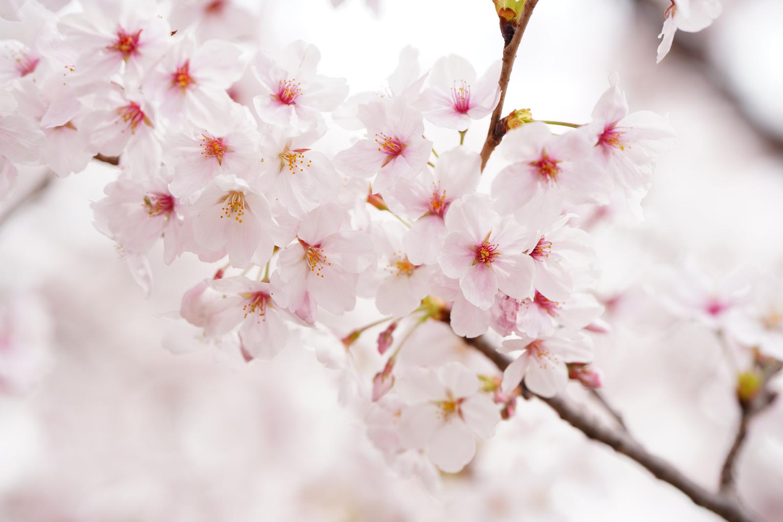 上野公園にはどんな桜があるの？開花時期や見どころを桜の種類ごとに解説