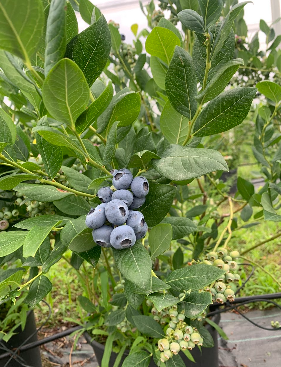 sveza-borovnica-draper-1kg - 1