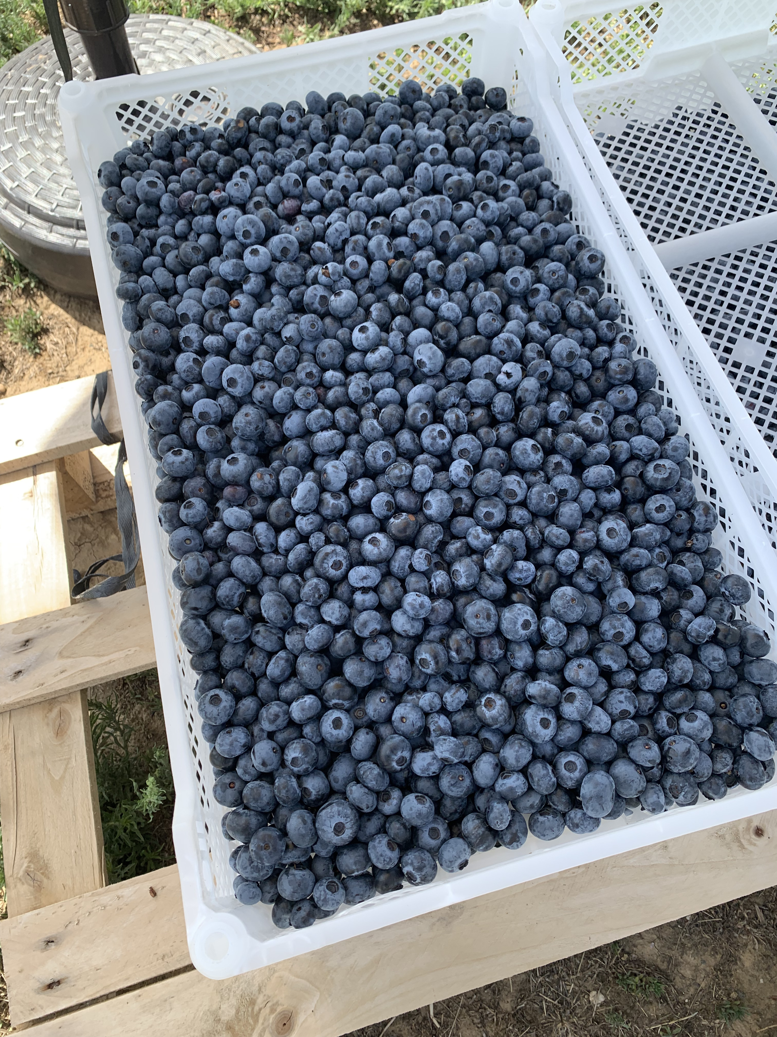 sveza-borovnica-draper-5kg - 1