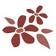 Sand Cherry