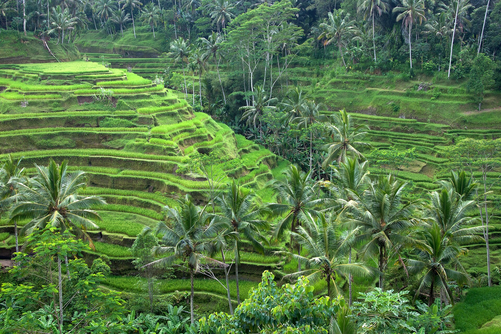 Ubud Group Trip — 11D/10N — Ubud