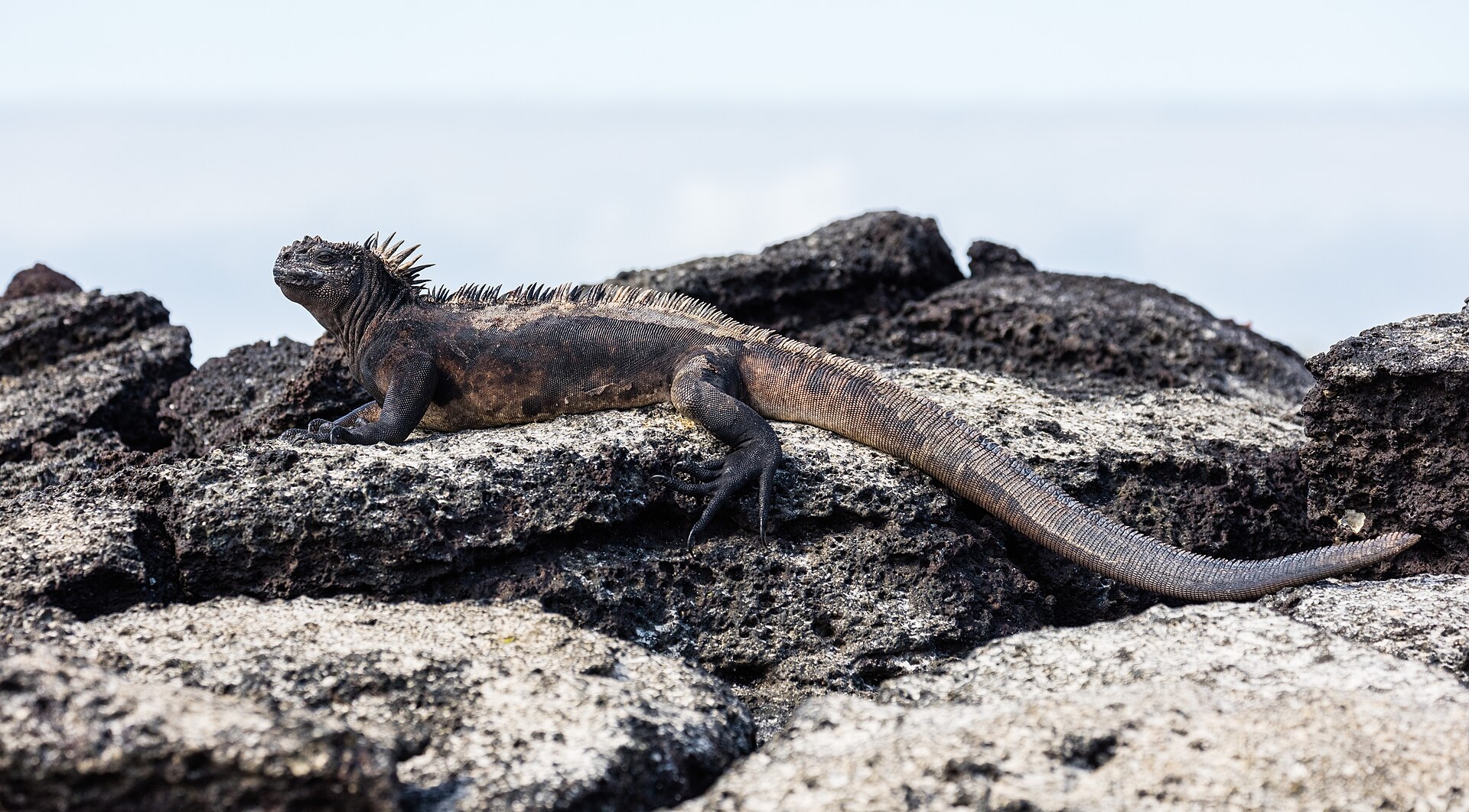 Galapagos Beach Escape — 11D/10N — Galapagos