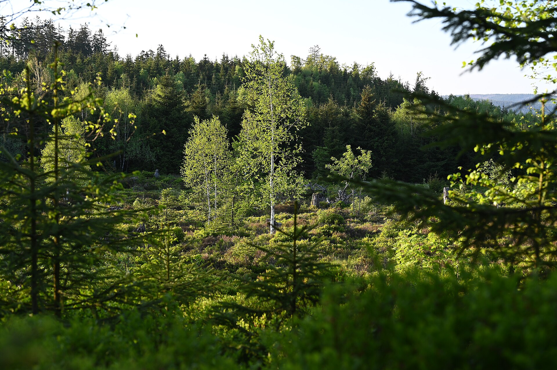 Black Forest Group Trip — 11D/10N — Black Forest
