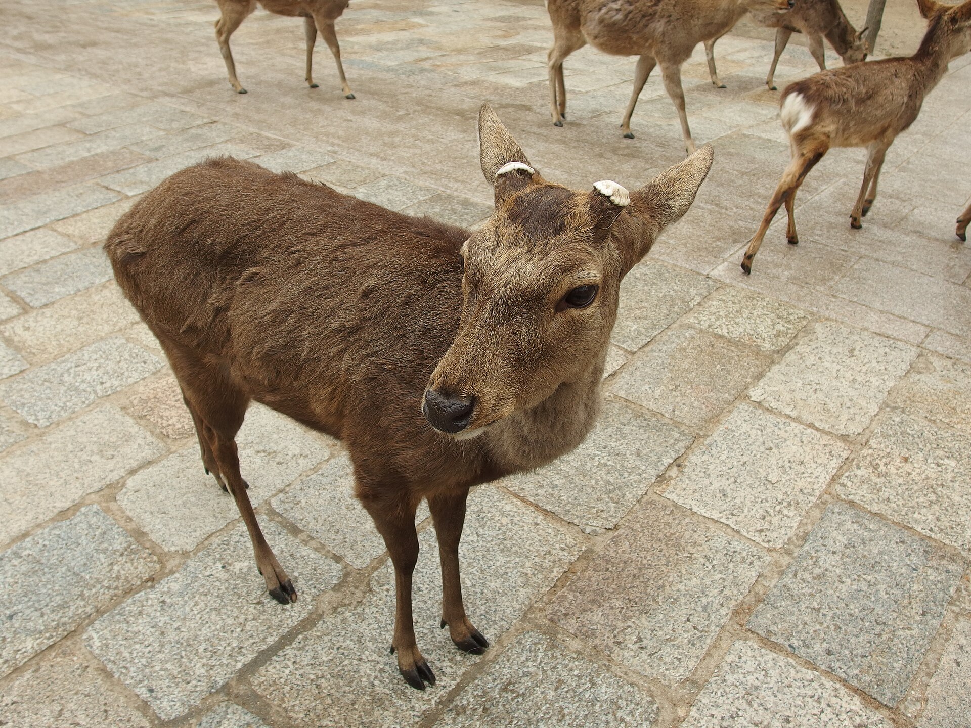 Nara Group Trip — 10D/9N — Nara