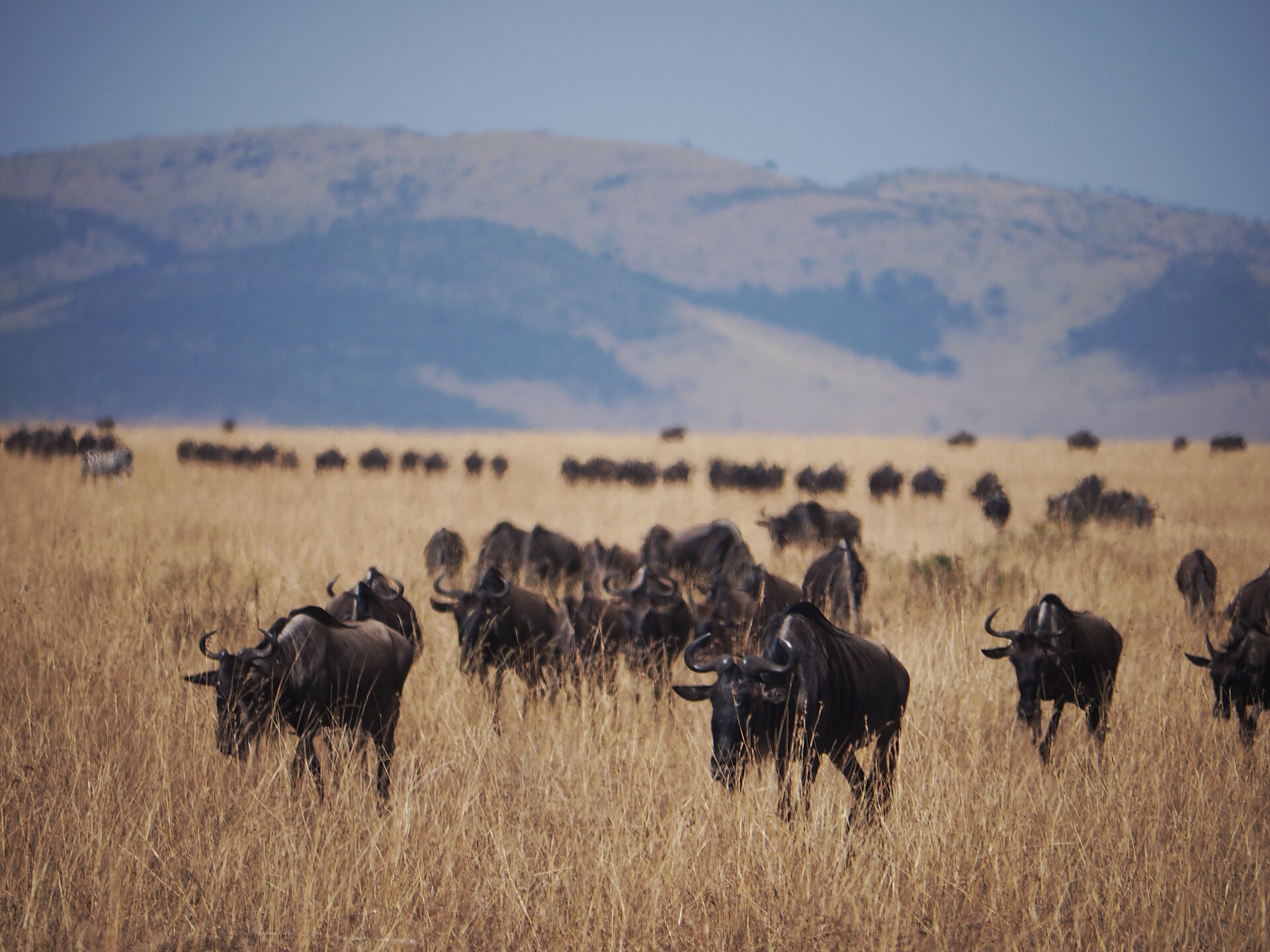 Kenya Wildlife Safari — 10 Days — Kenya