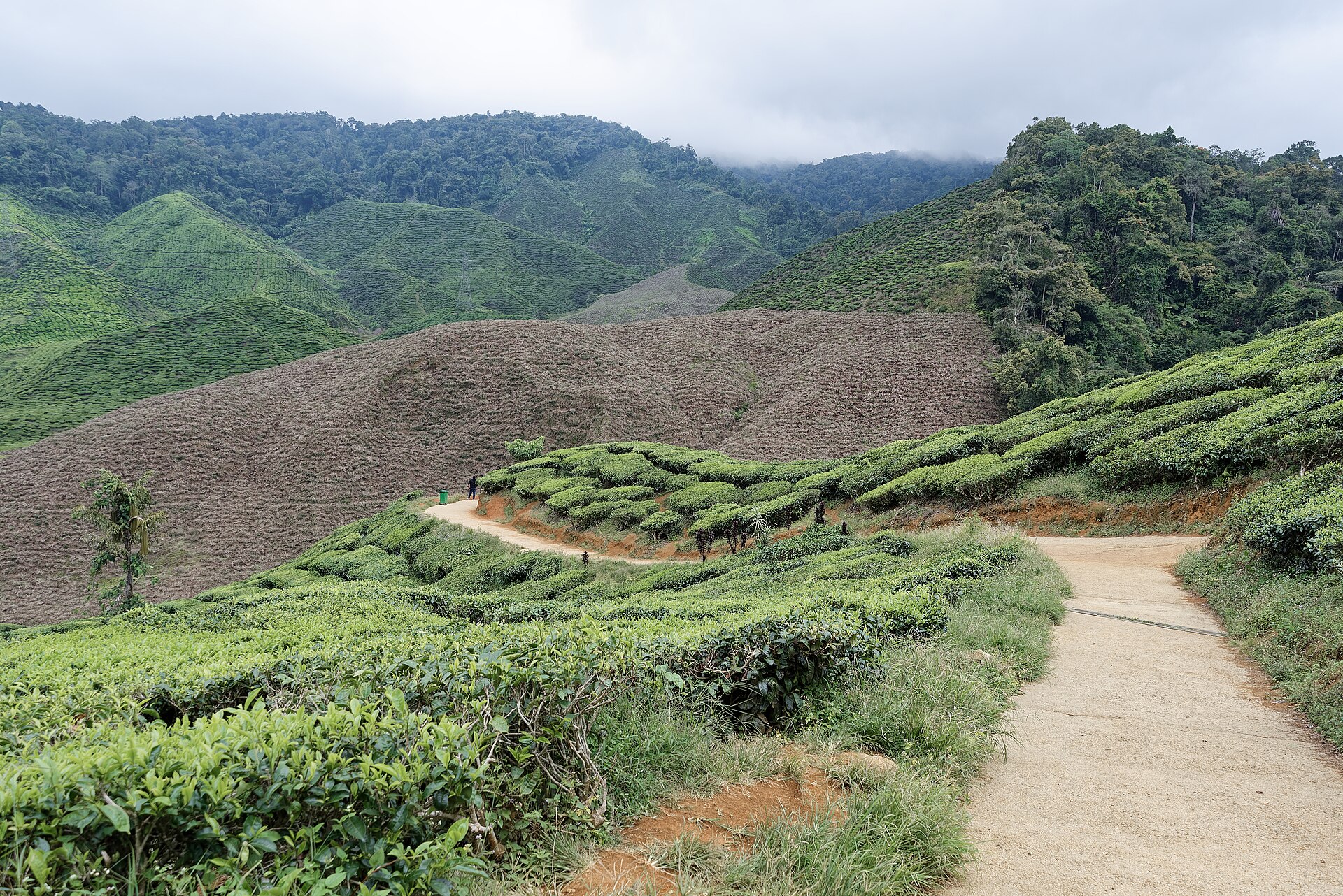 Cameron Highlands — representative scenery