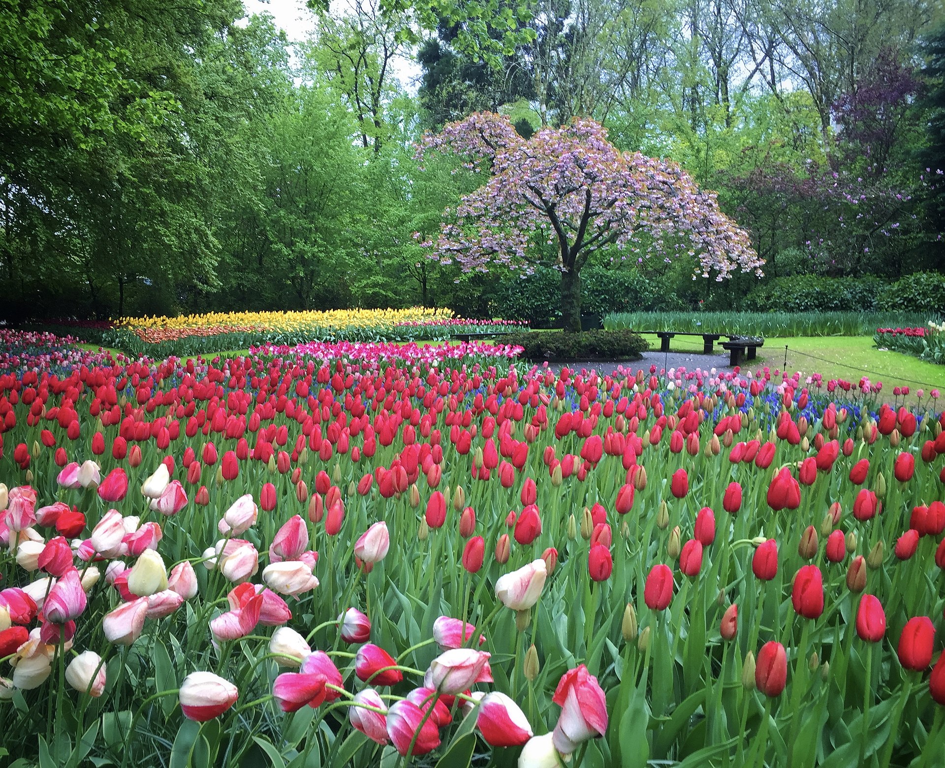 Keukenhof Group Trip — 6D/5N — Keukenhof