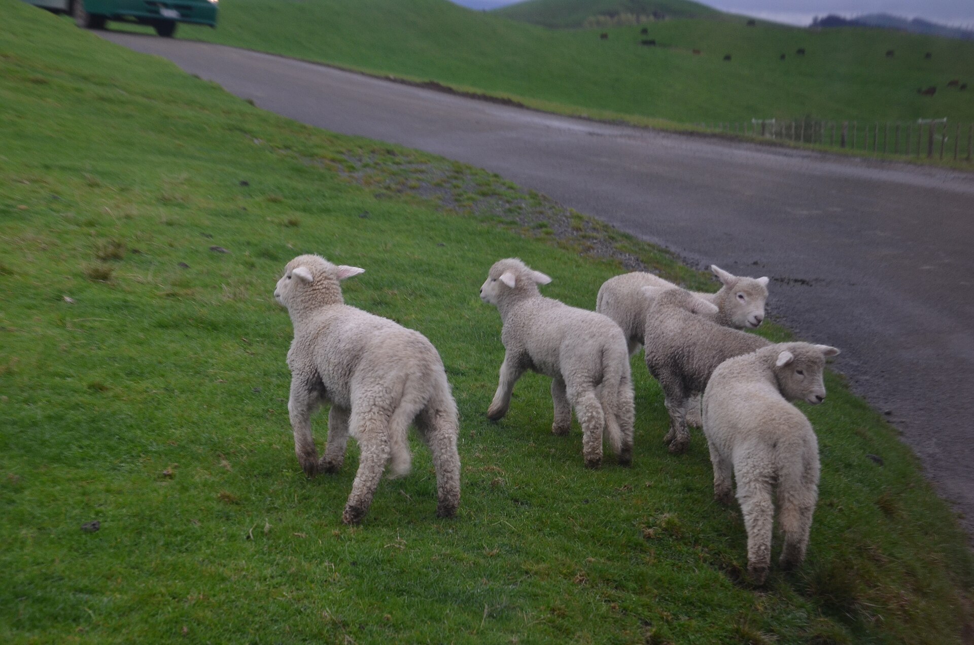 Hobbiton Group Trip — 6D/5N — Hobbiton