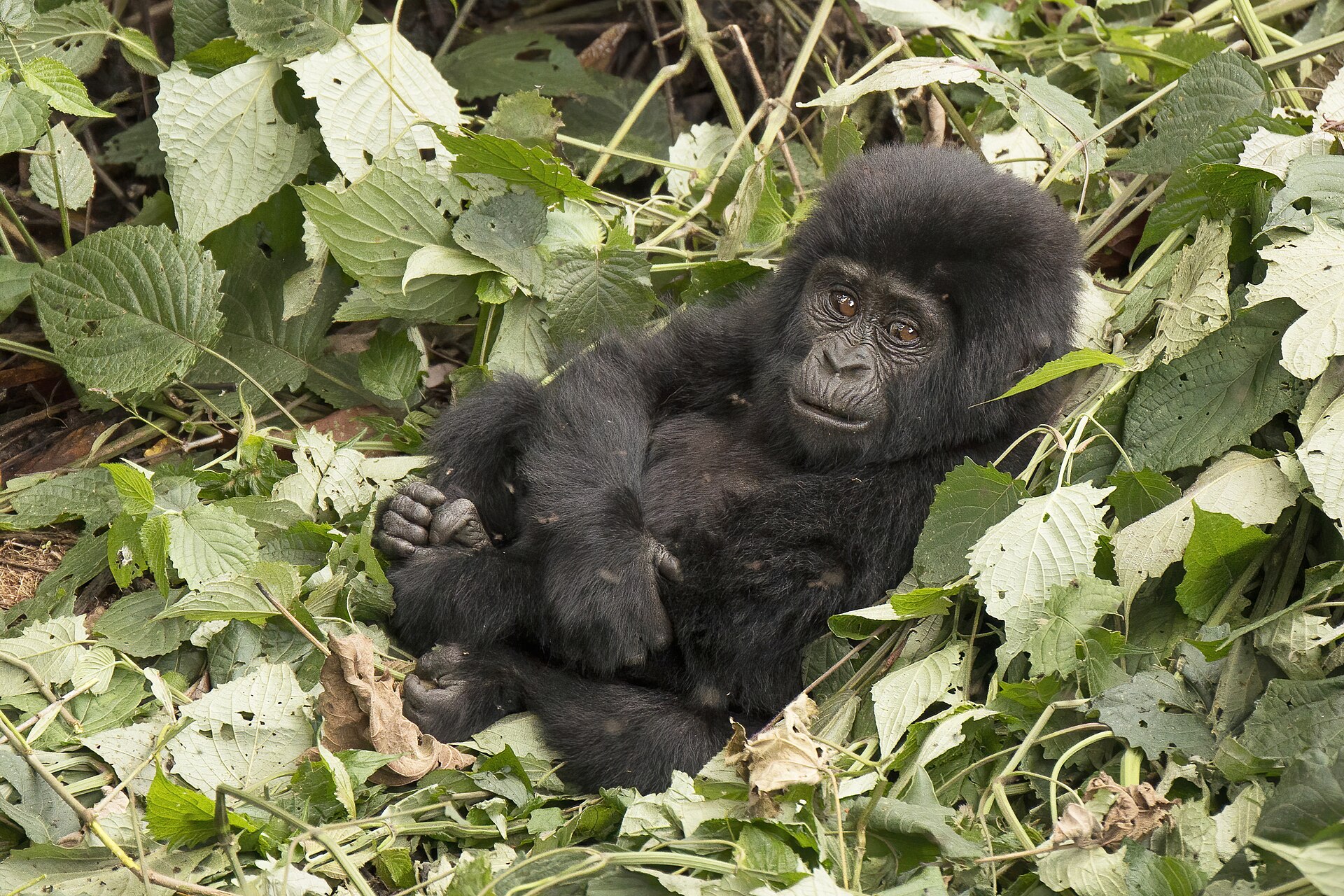 Uganda Wildlife Safari — 12 Days — Uganda