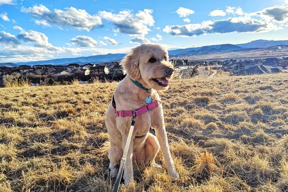 Dog Orabella in field with mountains in background