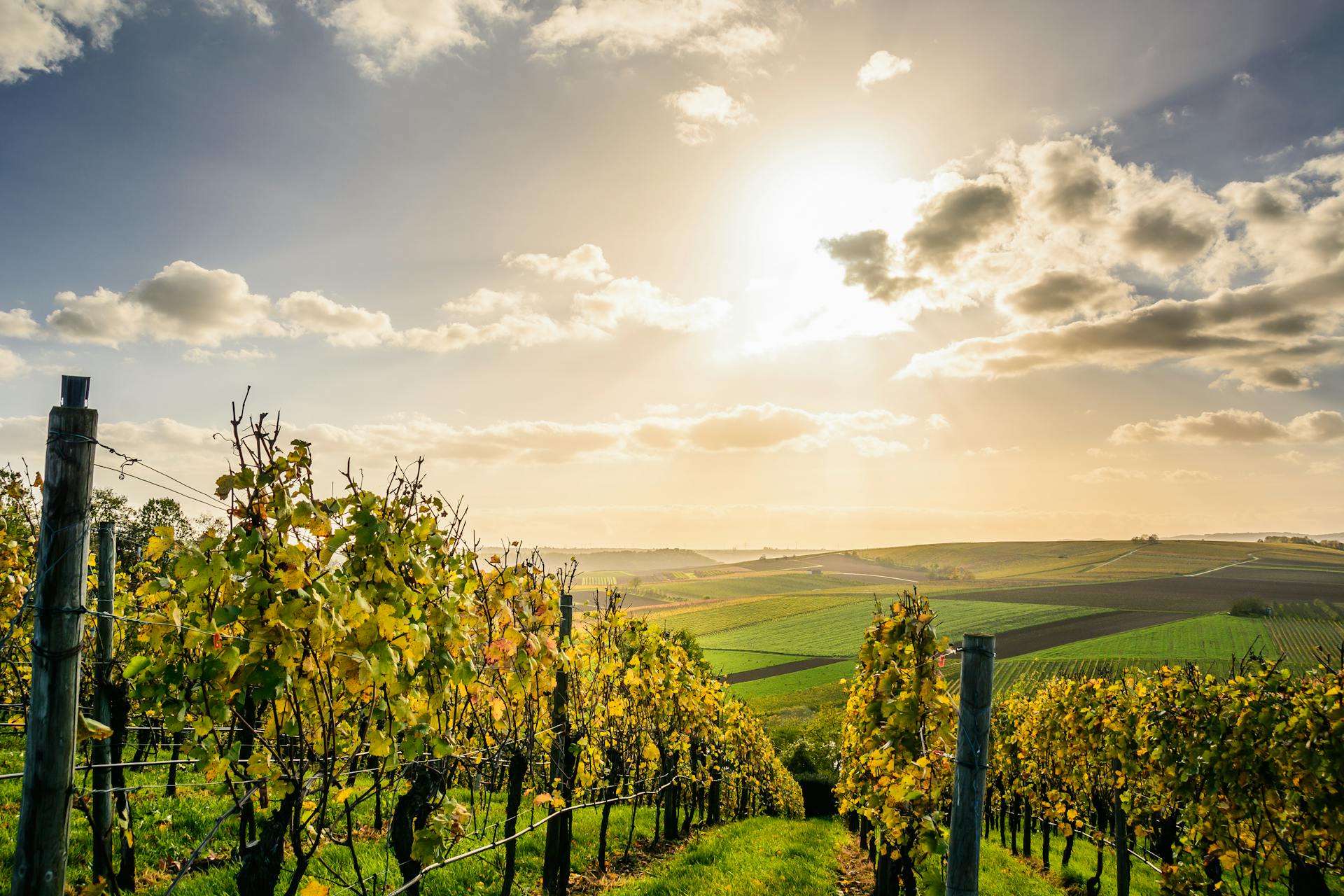 Sustainability in French Winemaking