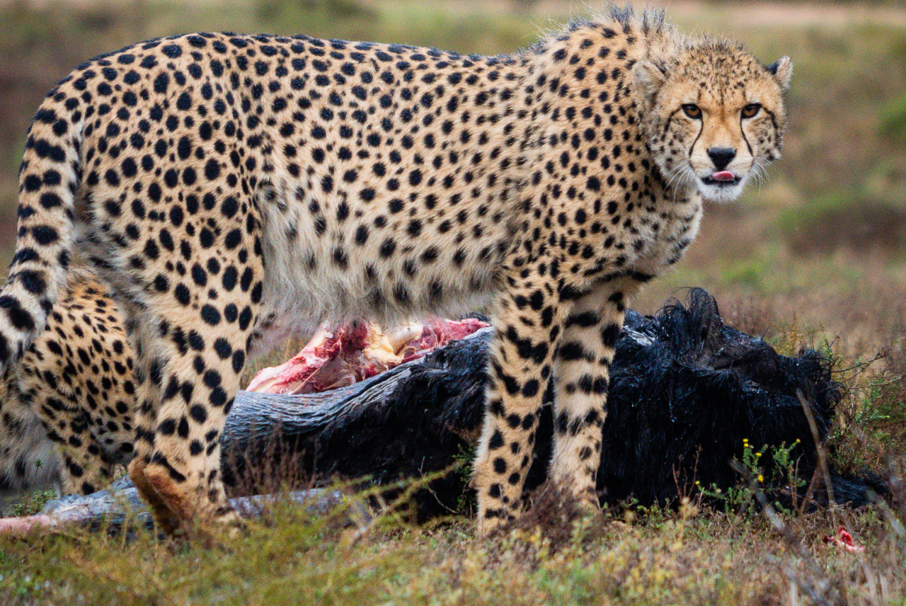 f Wildlife Volunteering and How to Overcome Them