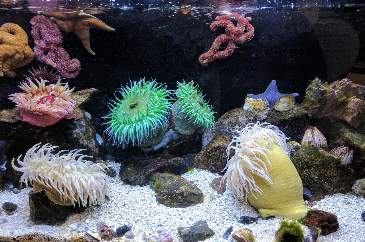 Top Marine Conservation Projects in Australia
