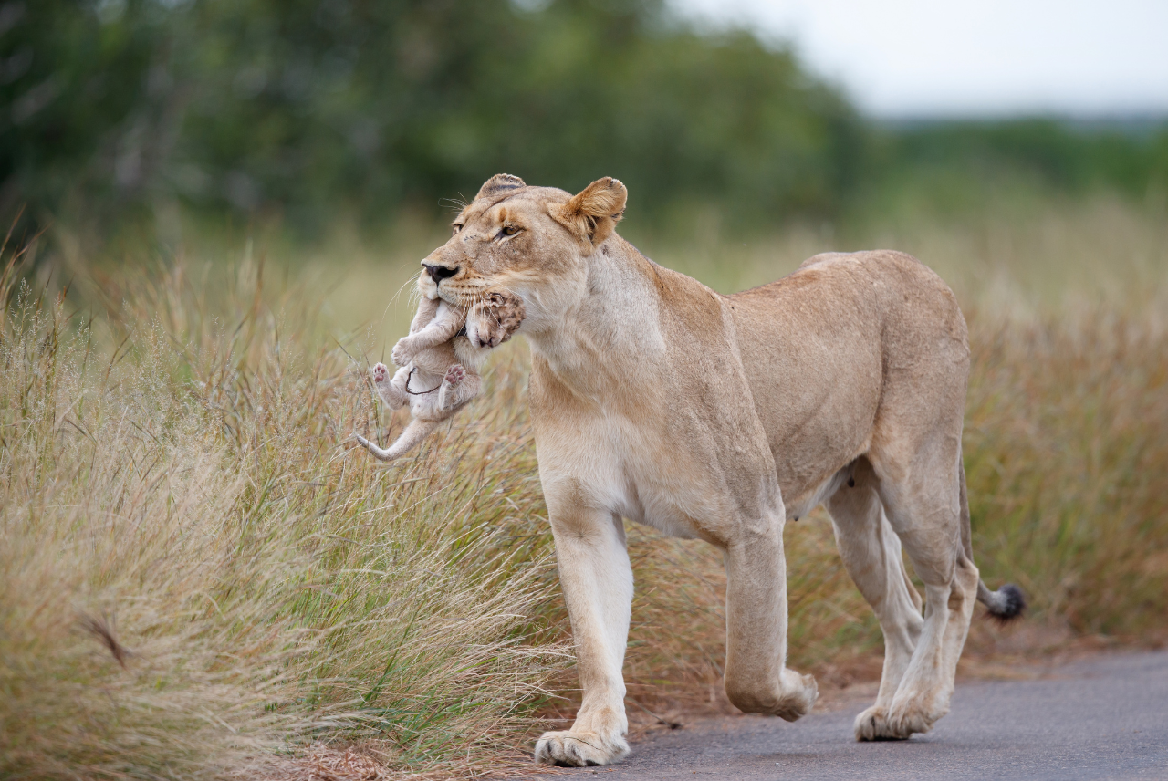 How to Prepare for Your Wildlife Volunteering Journey
