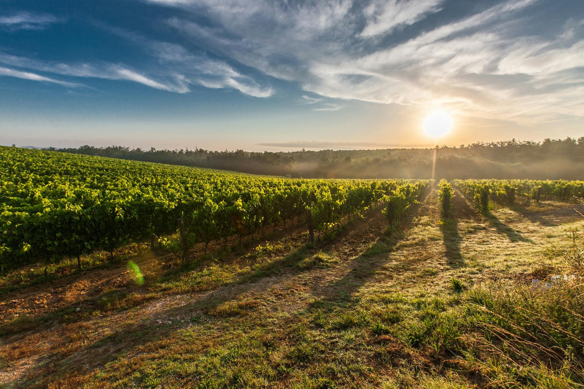How to Experience French Vineyards