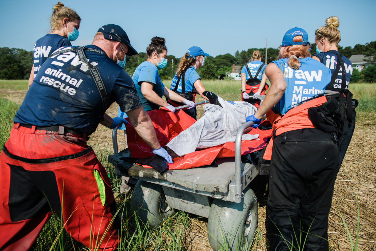 Volunteer with Wildlife in South Africa