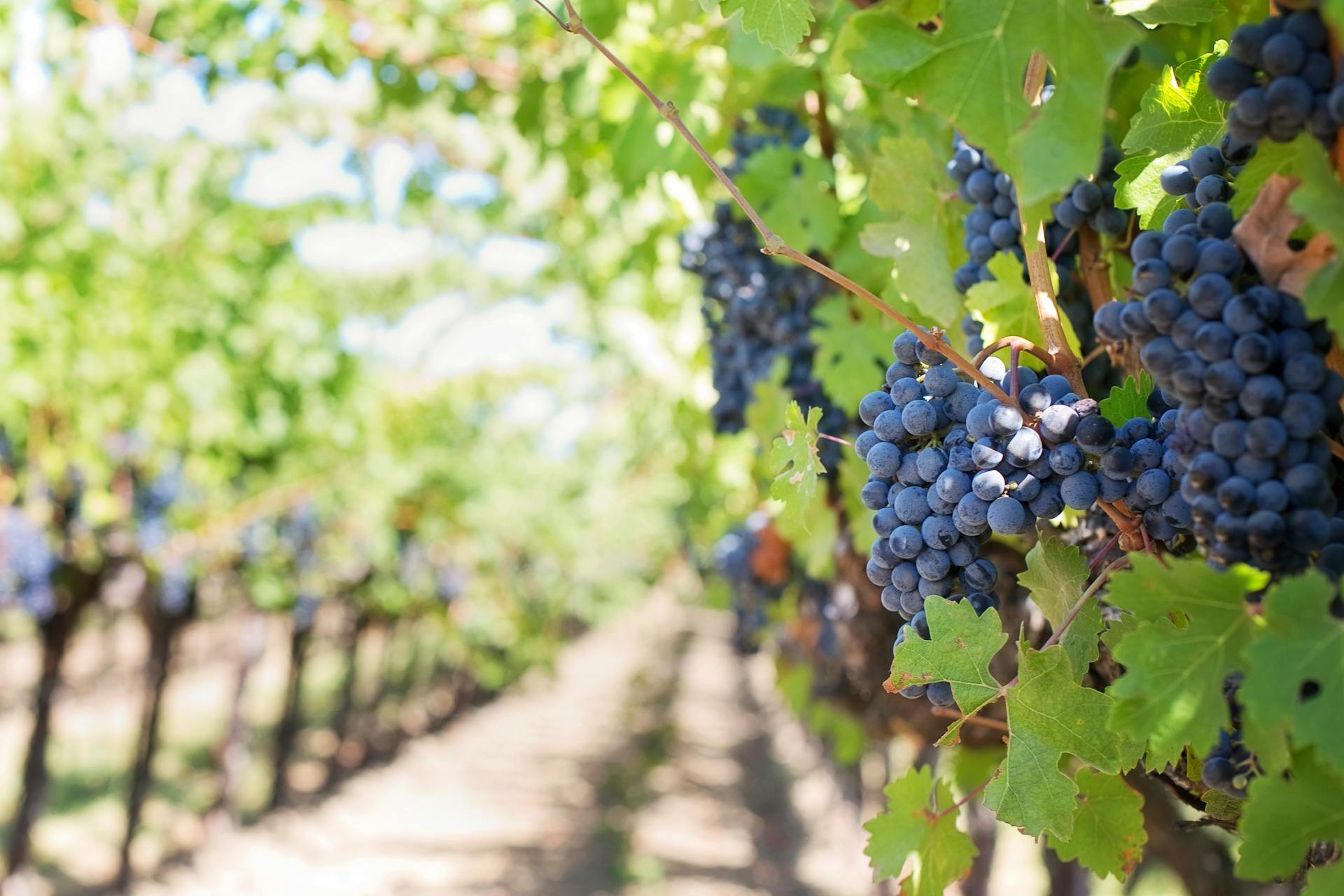 Exploring the Famous Wine Regions of France image