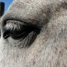 Gwenaelle Lenoir's profile photo