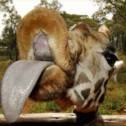 Jack Zustiak's profile photo