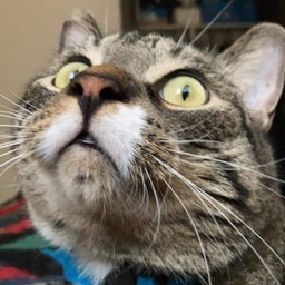 Michael Oleksyn's profile photo