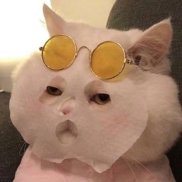 Jessica Wang's profile photo