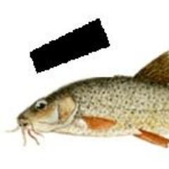 Jorge Barbó's profile photo