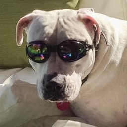 Michael Pishotti's profile photo