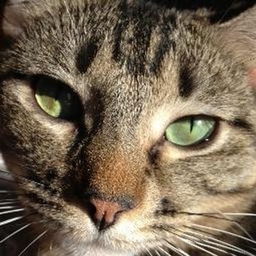 Tomari Quinn's profile photo