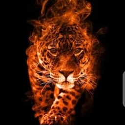 Young Ozogwu's profile photo