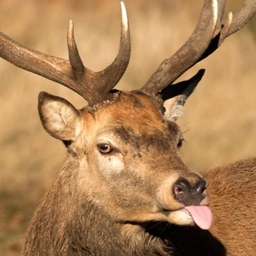 James Marchington's profile photo