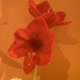Harriet Arnold's profile photo