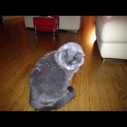 Christina Hall's profile photo