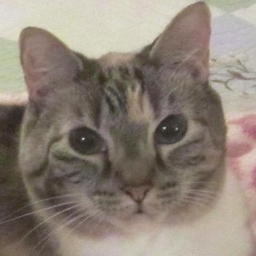 Patti Dozier's profile photo