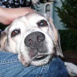 Yvonne Zipp's profile photo