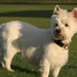 George Peper's profile photo