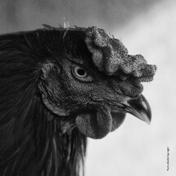 Michel Spingler's profile photo