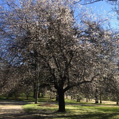 Laura Mannering's profile photo