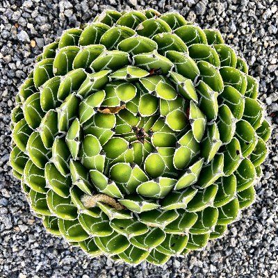 Thomas Quéguiner's profile photo