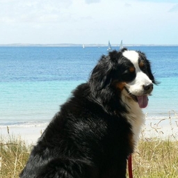 Fergus Shiel's profile photo