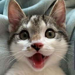 Fearless Fred Kennedy's profile photo