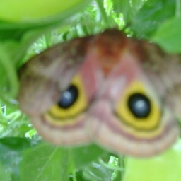 Jeanne Linke's profile photo