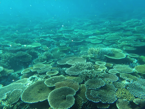 Coral reefs have great economic value, containing materials for pharmaceuticals and construction. But according to Ocean Policy Research Institute, 70% to 90% of coral reefs are likely to disappear over the next 20 years due to climate change.&nbsp; &nbsp; &nbsp; &nbsp; &nbsp; &nbsp; Source: Innoqua