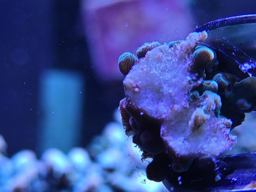 This was taken by Innoqua when the company successfully hatched coral eggs for the second time in the company’s aquarium tanks.&nbsp; &nbsp; Source: Innoqua